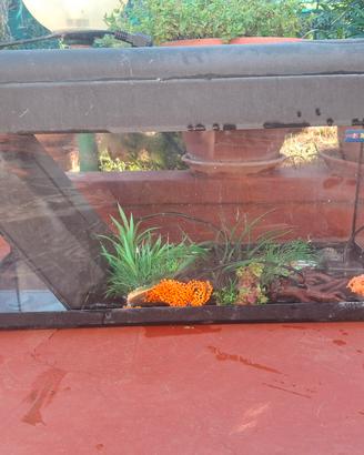 acquario 