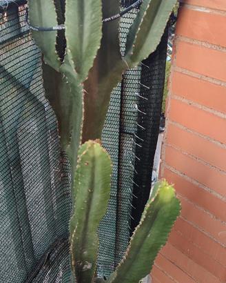 euphorbia eritrea 