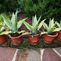 Piante  di Agave ( piante grasse esterno interno)