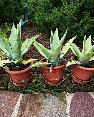 Piante  di Agave ( piante grasse esterno interno)