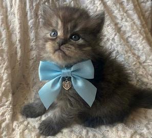 Gattino siberiano ipoallergenico Oscar 3 mesi