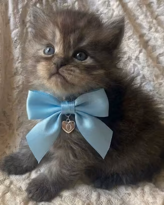 Gattino siberiano ipoallergenico Oscar 3 mesi