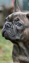 Cuccioli bulldog francese esotico