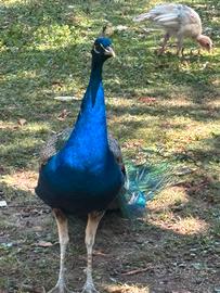 Pavone blu