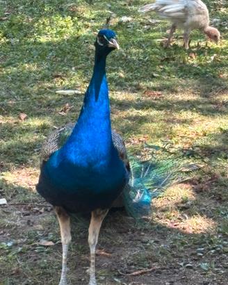 Pavone blu