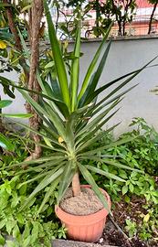 Yucca Elephantipes (Tronchetto della Felicità)
