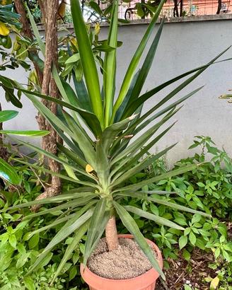Yucca Elephantipes (Tronchetto della Felicità)