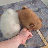 Cuccioli di spitz pomerania mini toy