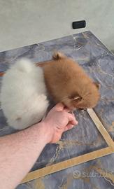 Cuccioli di spitz pomerania mini toy