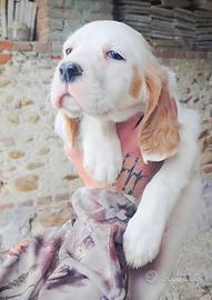 Cuccioli Setter inglese