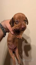 Cucciolo bassotto