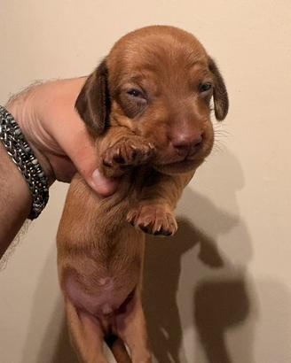 Cucciolo bassotto