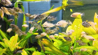 Pesci tropicali ciclidi Amatitlania nigrofasciata