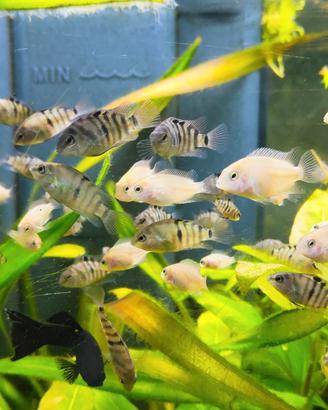 Pesci tropicali ciclidi Amatitlania nigrofasciata