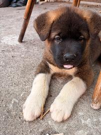 Akita americano