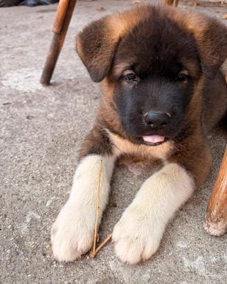 Akita americano