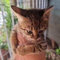 Gattini e gatti tigrati