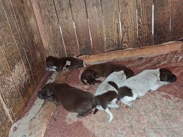 Cuccioli di kurzhaar alta genealogia