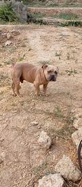 American Bully maschio