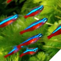 Pesci cardinali - misura XL