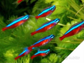 Pesci cardinali - misura XL