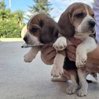 Cuccioli di beagle elisabeth di pura razza