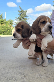 Cuccioli di beagle elisabeth di pura razza