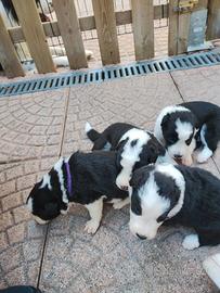 Cuccioli di border collie