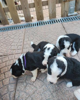 Cuccioli di border collie
