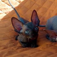 Cuccioli di sphynx