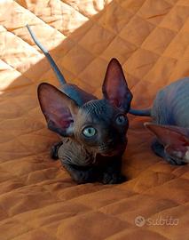Cuccioli di sphynx