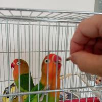 Inseparabili fischer
