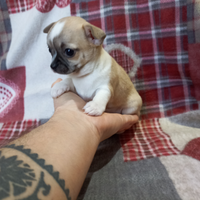 Chihuahua femmina pelo raso vero Toy 60 gg