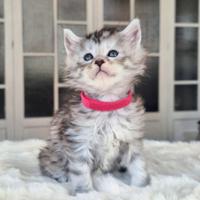 Maine coon con pedigree