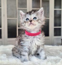 Maine coon con pedigree