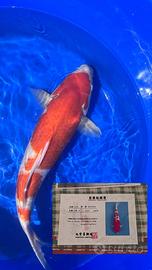 Carpa koi kohaku Marudo farm