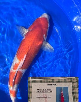 Carpa koi kohaku Marudo farm