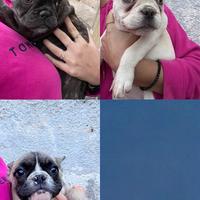 Bulldog francesi femmine