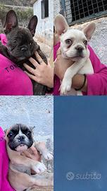 Bulldog francesi femmine