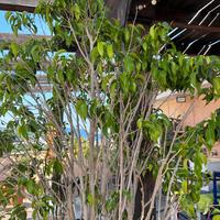 Pianta ficus benjamin