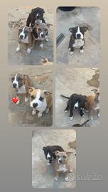 Cuccioli amstaff e american bully