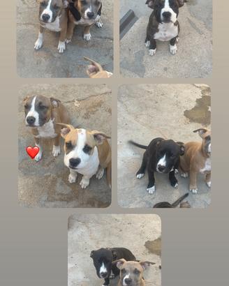 Cuccioli amstaff e american bully