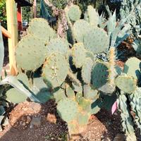 Pianta grassa opuntia