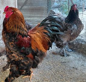 Brahma Oro orlato nero