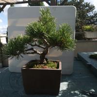 bonsai di pino 