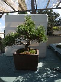 bonsai di pino 