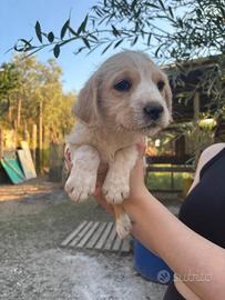 Cucciolo lagotto mix medio contenuta in adozione