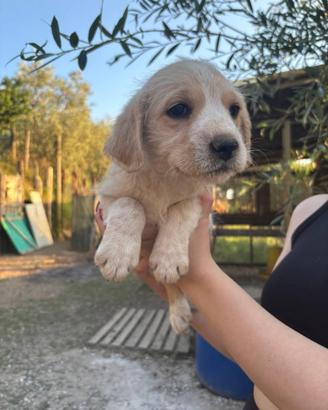 Cucciolo lagotto mix medio contenuta in adozione