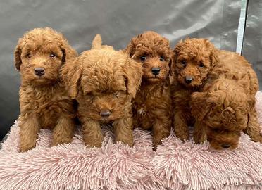 Cuccioli di barboncino red e albicocca