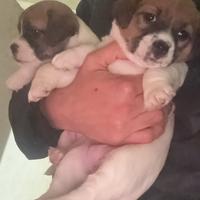 Cucciola jack russell pedigree